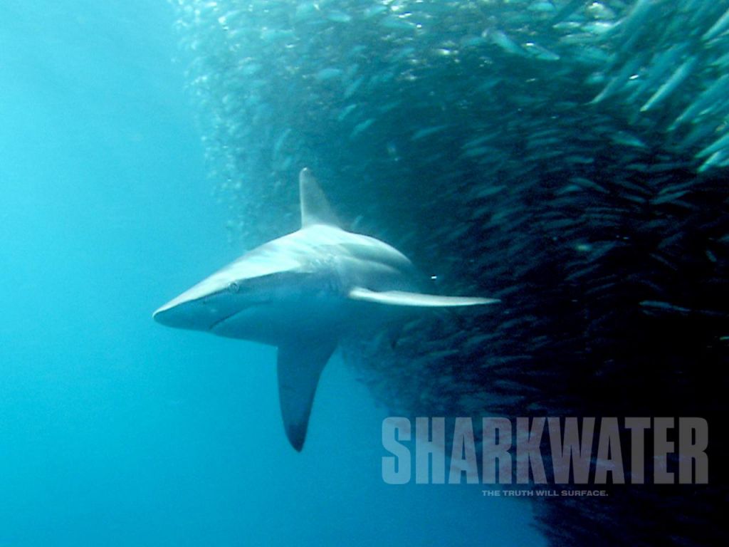Фильм Акулы | Sharkwater - лучшие обои для рабочего стола