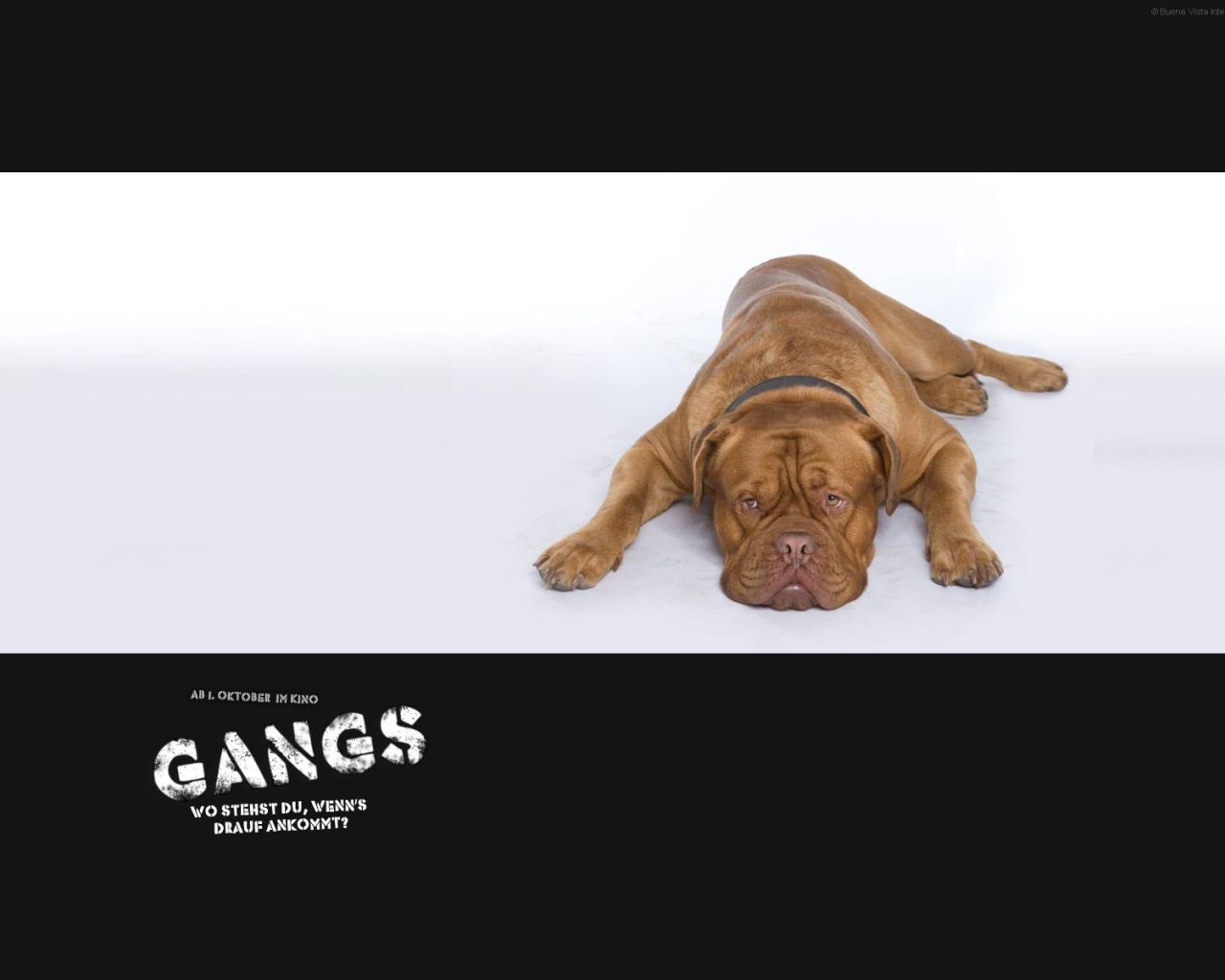Фильм Банда | Gangs - лучшие обои для рабочего стола