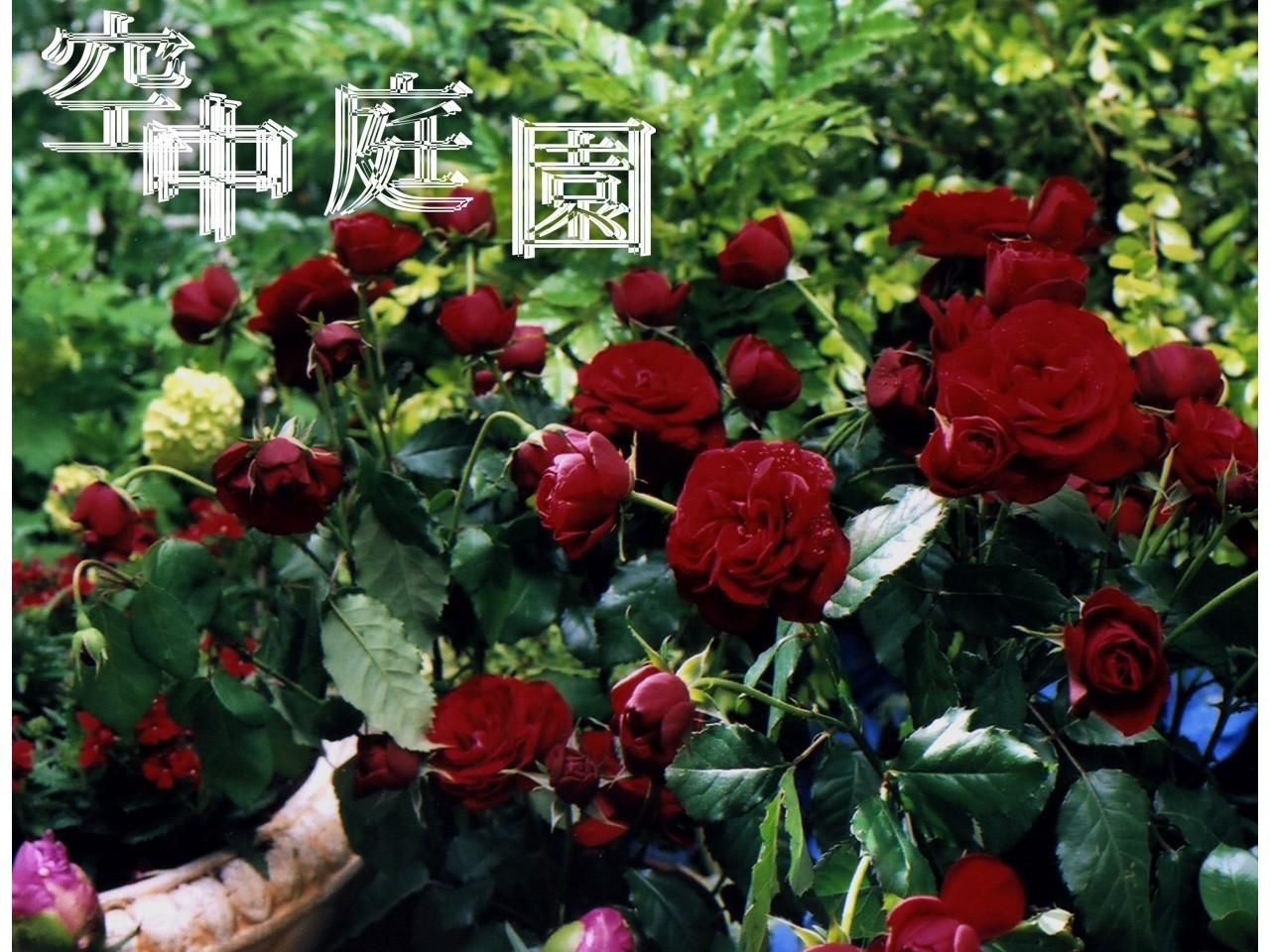 Фильм Висящий сад | Kuchu teien - лучшие обои для рабочего стола