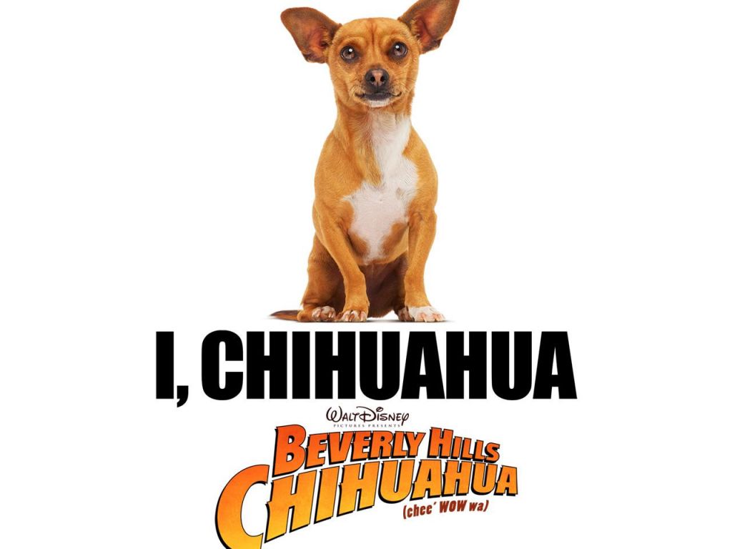 Фильм Крошка из Беверли-Хиллз | Beverly Hills Chihuahua - лучшие обои для рабочего стола