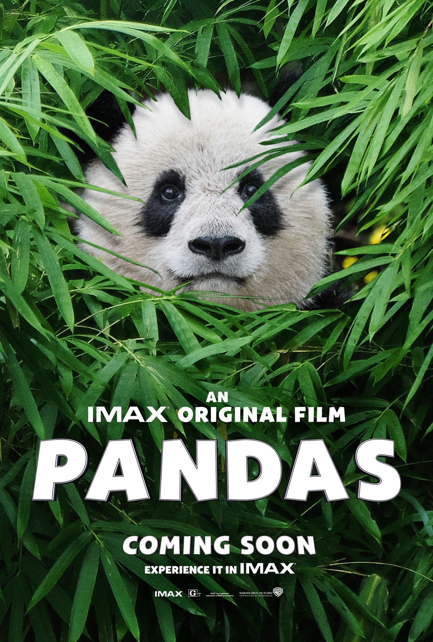 Постер фильма Панды 3D | Pandas 