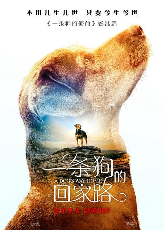 Постер фильма Путь домой | A Dog's Way Home