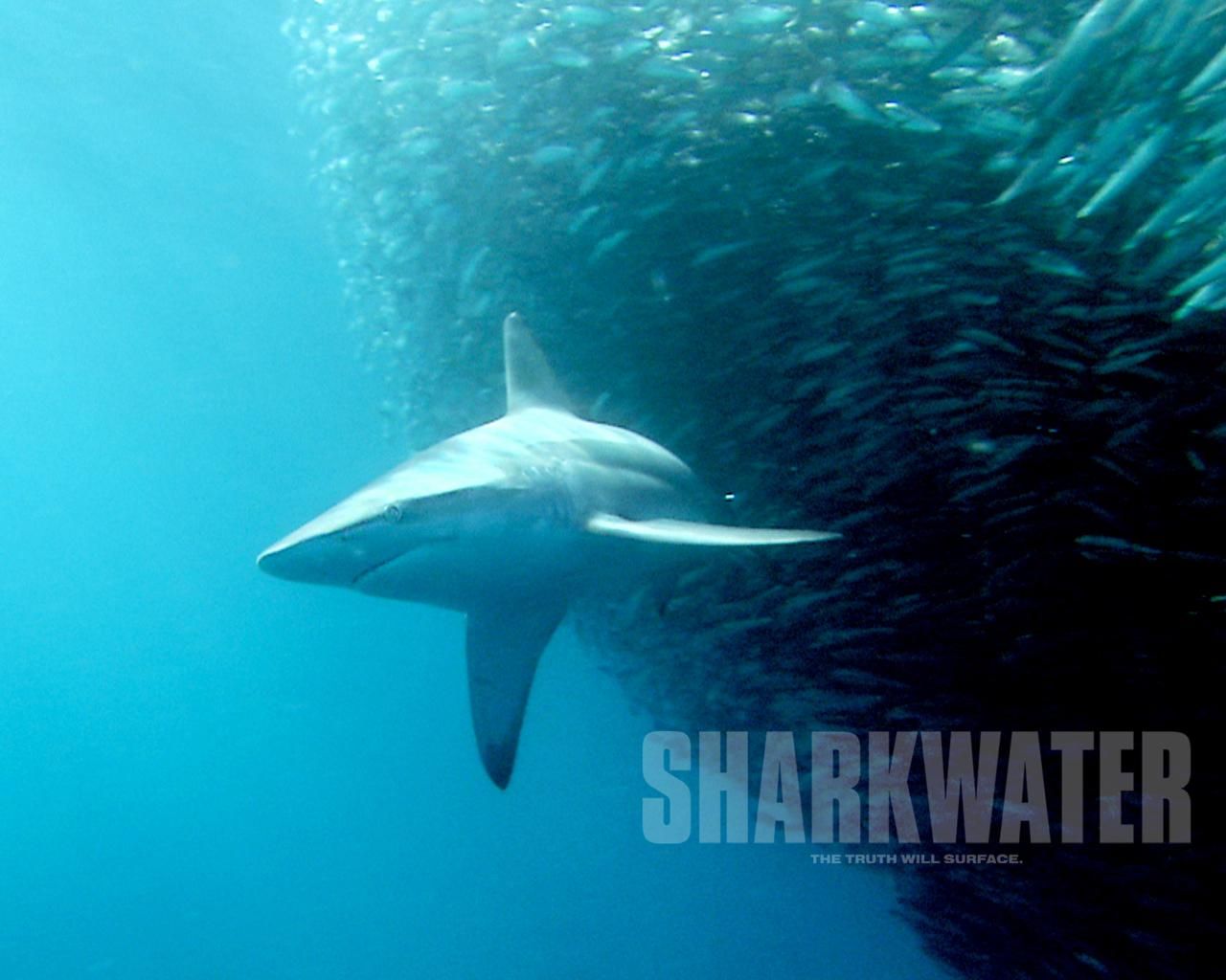 Фильм Акулы | Sharkwater - лучшие обои для рабочего стола