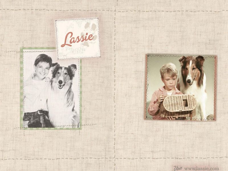 Фильм Лэсси | Lassie - лучшие обои для рабочего стола