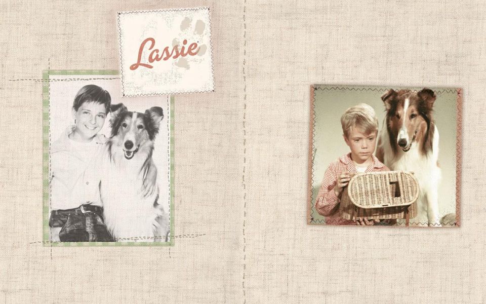 Фильм Лэсси | Lassie - лучшие обои для рабочего стола