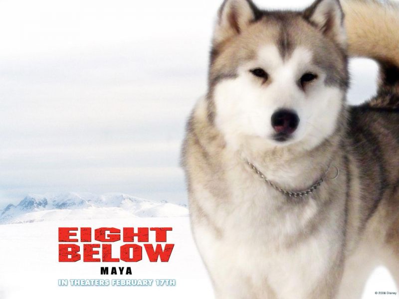 Фильм Белый плен | Eight Below - лучшие обои для рабочего стола