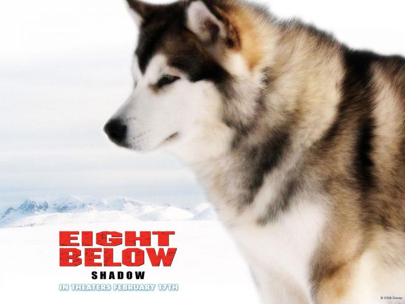Фильм Белый плен | Eight Below - лучшие обои для рабочего стола