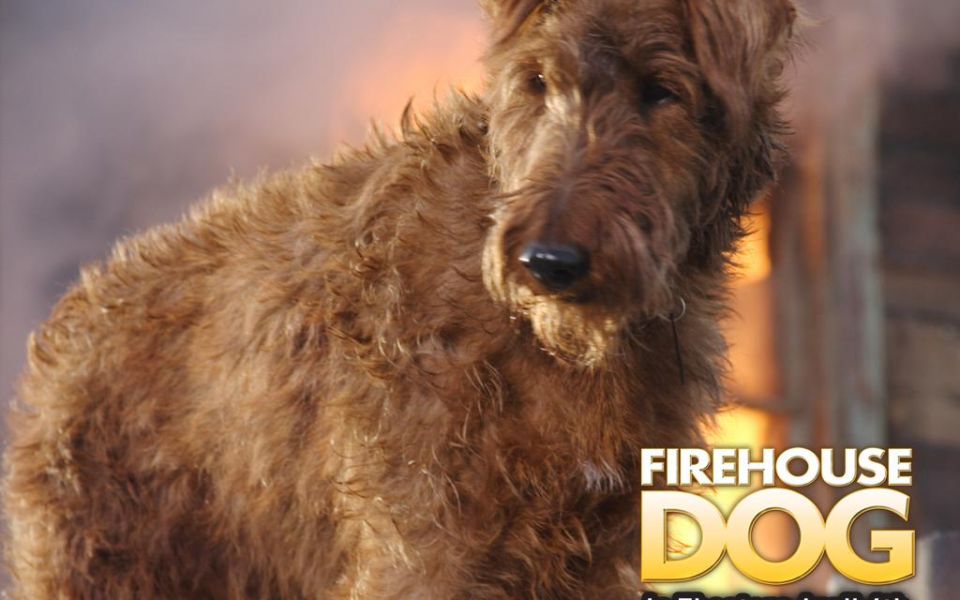 Фильм Пожарный пес | Firehouse Dog - лучшие обои для рабочего стола