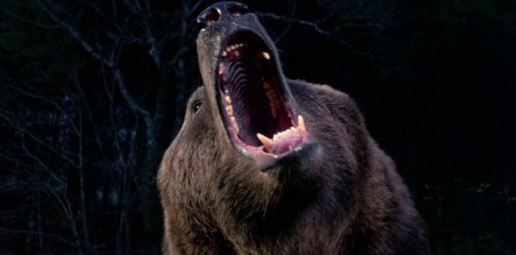 КОСОЛАПАЯ УГРОЗА: 10 лучших фильмов с медведями